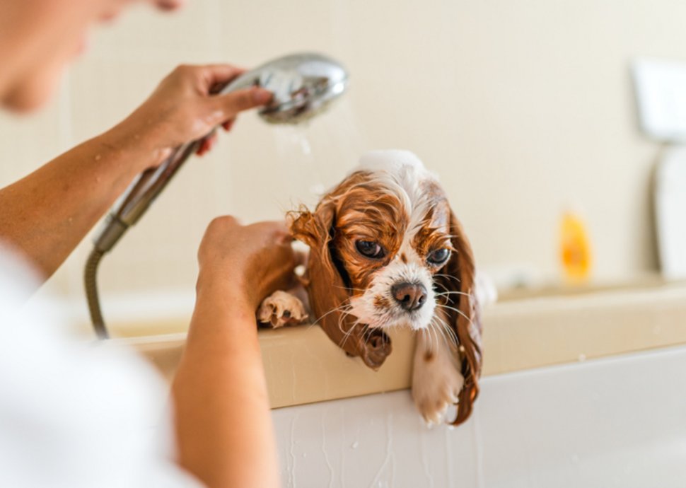 Tierpflege: Natürliche Spa-Tipps für Haustiere