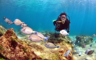 Unterwasserabenteuer: Geheimnisvolle Meereswelten